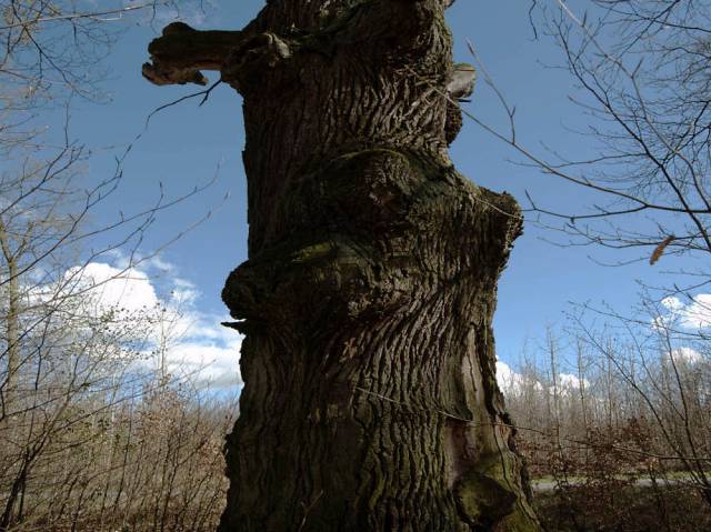 Historic oak tree
